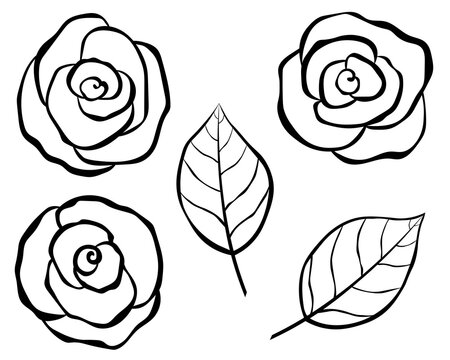 Roses flowers black and white colors vector illustration