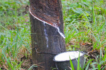 Vietnam rubber tree,Tapping latex rubber source of natural