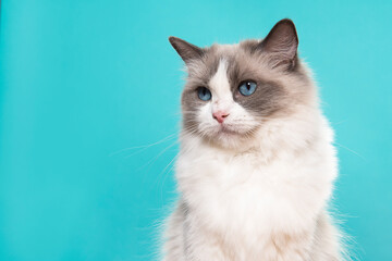 Portrait of a beautiful ragdoll cat with blue eyes looking away on a blue background with space for...