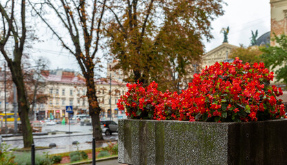 Red begonia flowers in pots on the city streets. An example of urban landscaping