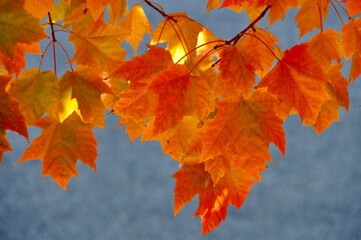 Orange Leaves on Branch, Blue-Gray Background Bokeh