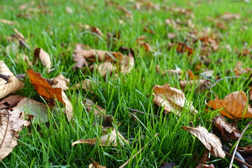 Close shot of brown fallen leaves of horse chestnut in the grass in October
