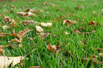 Closeup of brown fallen leaves of horse chestnut in the grass in October