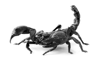 Black Scorpion isolated on white background