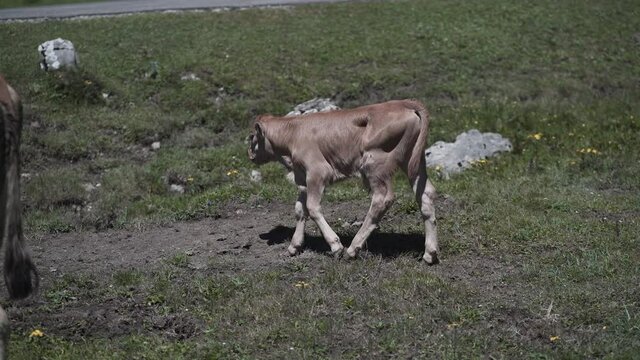 Cute little Asturian Mountain calf walking outside in valley of Peaks of Europe