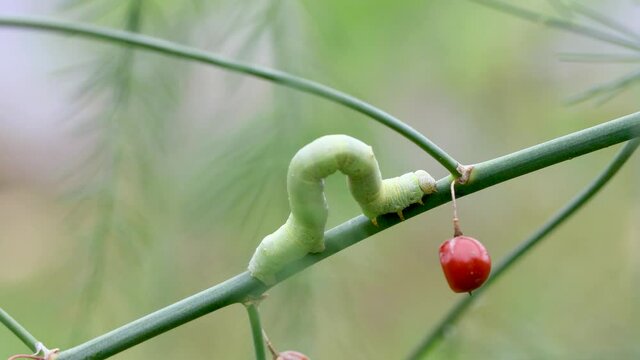 アスパラガスの葉を食べるシャクトリムシ　‐ inch worm‐
