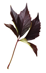 Brown autumn leaf of wild grape