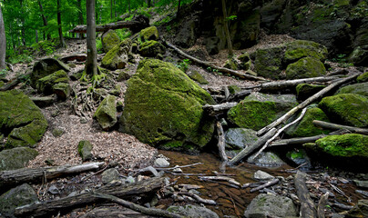 green mossy forest landscape in hungary