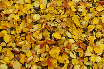 Amber yellow and orange fallen leaves of apricot in October