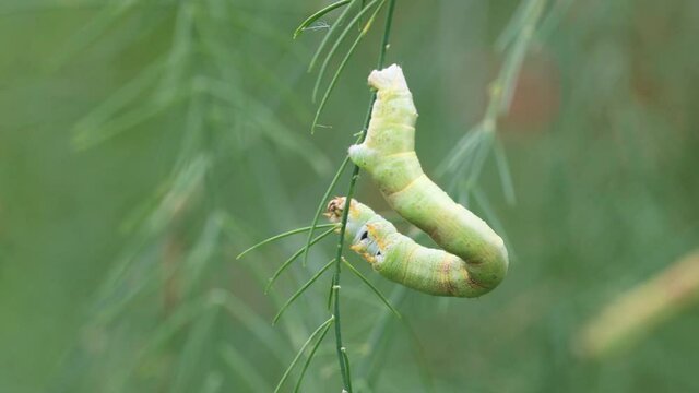 アスパラガスの葉を食べるシャクトリムシ　‐ inch worm‐