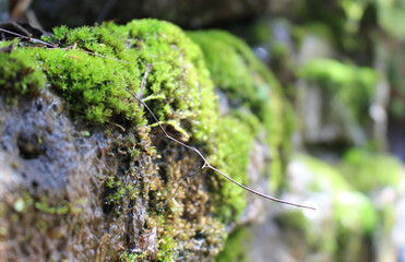 twig on stone moss