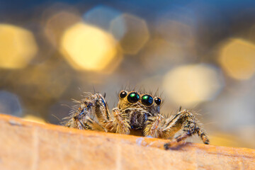 A very sharp and detailed jumping spider.
