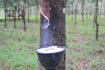 Vietnam rubber tree,Tapping latex rubber source of natural