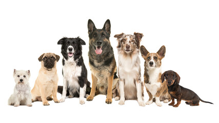 Obraz premium Group of different purebred dogs from small to large sitting looking at the camera on a white backgroundv