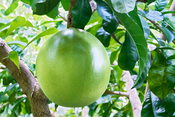 Close-up view of one green miracle fruit hanging on a calabash tree, which is used to produce...