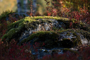 A big moss covered stone with autumnal plantation