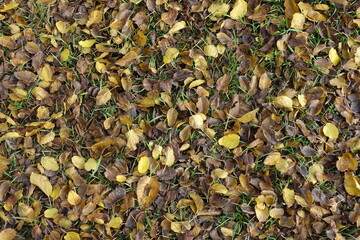 Brown and yellow fallen leaves of mulberry from above