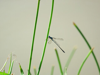 dragonfly on grass