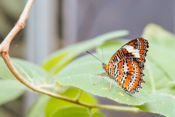 Colorful Butterfly in Melbourne Australia