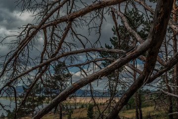 bare dark branches of tree against the background of bay of blue Siberian lake with yellow grass on shore and pine forest