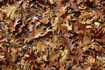 Backdrop - brown fallen leaves of red oak in October