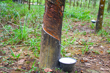 Vietnam rubber tree,Tapping latex rubber source of natural