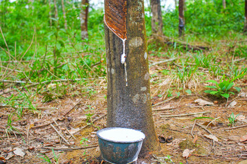 Vietnam rubber tree,Tapping latex rubber source of natural
