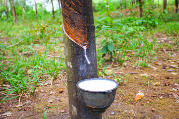 Vietnam rubber tree,Tapping latex rubber source of natural