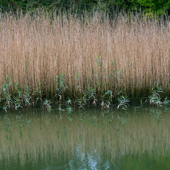 Carrizal near the La Venera river and tidal hybrid mill in the Ajo estuary of the municipality of Bareyo. Cantabria. Spain. Europe