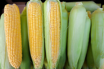 Ripe corn cobs in the open air market. Background from corn.