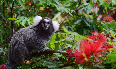 black and white monkey