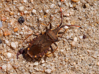 Bug (Enoplops bos)