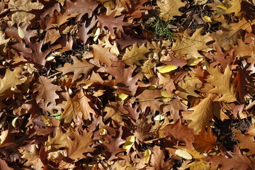 Red oak fallen leaves in shades of brown in October