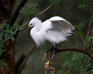 Snowy Egret Stock Photos. Close up profile view perched with spread wings, with a blur background displaying white feathers , fluffy plumage, beak, in its environment and habitat. Image. Portrait. 
