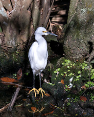 Snowy Egret stock photos. Snowy Egret bird close-up profile view perched on a moss rock with tree background. Portrait. Picture. Image.