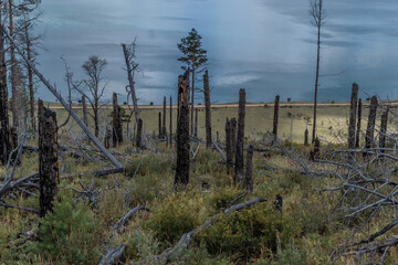 Dry dead brocken trunks stumps among felled trees after fire in green yellow grass on slope of mountain. Pine forest on coast of bay blue Baikal lake. Siberia nature landscape