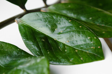 Leaf Zamioculcas plants heavily infested by scale insect shield (Diaspididae). Parasites on home plants close-up of macro insects Diaspididae. Diseased home plant. Poor Plant Care