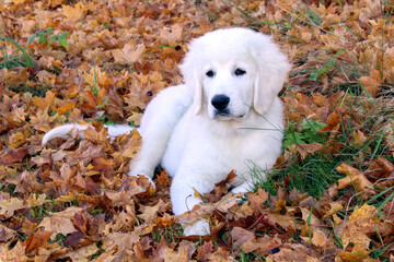 Tatradog puppy lies on the fallen leaves in a park on a sunny autumn day.