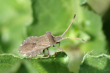 Bug (Enoplops scapha)