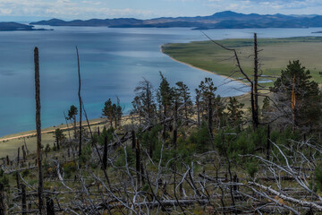Dry dead brocken trunks stumps among felled trees and green bushes after fire on slope of mountain. Pine forest on shore of bay blue Baikal lake. Mountains on horizon. Siberia nature landscape