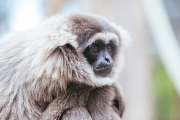 Fototapeta premium A Silvery Gibbon in Australia