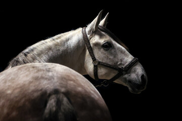 Lusitano vor dunklem Hintergrund