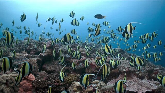 Huge school of spawning tropical fish swim over coral reef in Palau