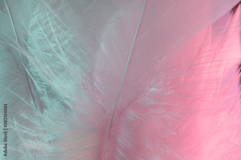 Aufkleber Exotic texture feathers background close up. Soft feathers pattern for your design. Macro photography view.