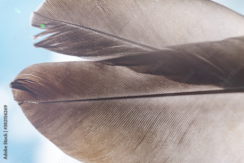 Poster Exotic texture feathers background close up. Sky, blue pattern for your design. Macro photography view.