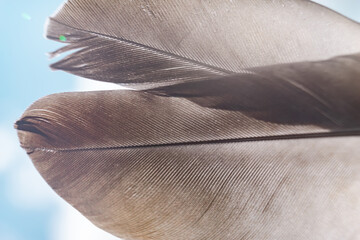Exotic texture feathers background close up. Sky, blue pattern for your design. Macro photography...