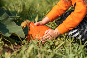 Close-up, hands child in Halloween costume plucking pumpkin from Bush