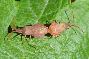 Bugs mating (Haploprocta sulcicornis)