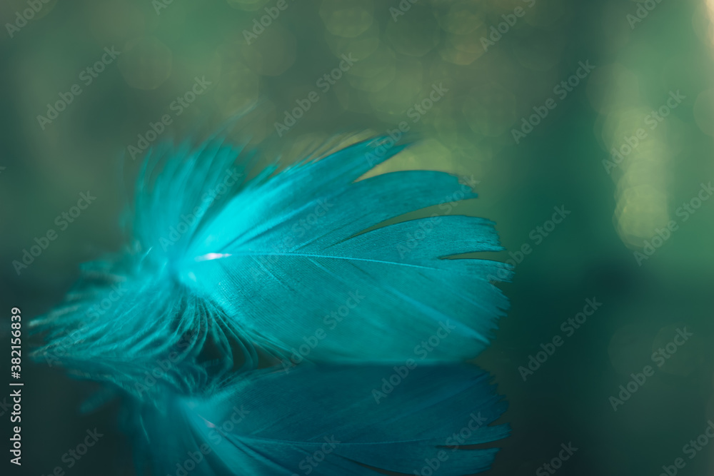 Poster Beautiful blue Bird feather on a bokeh background.  Pattern background for design texture.  Macro view photography.