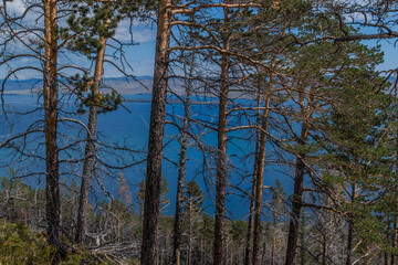 Row of pine trees trunks with black red burnt bark, forest on slope of mountain. Coast of blue Baikal lake. Siberia nature landscape. Top view